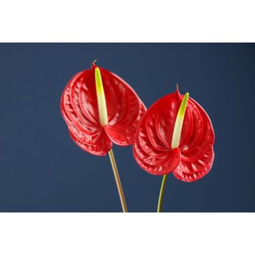 Anthurium Mini Tropical
