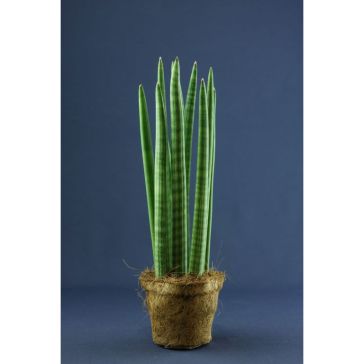 Sansevieria Cylindrica