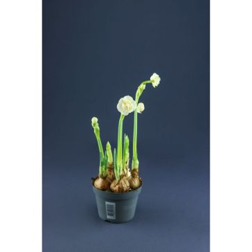 Narcissus Bridal Crown