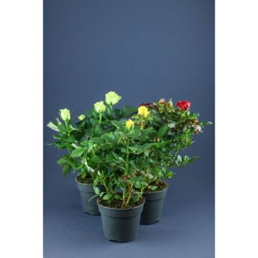 Roses Patio p12