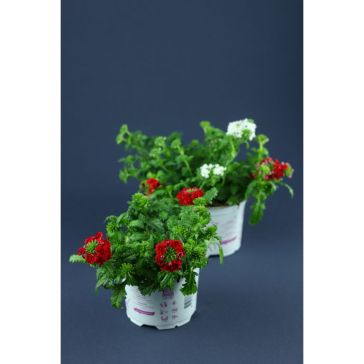 Verbēna "Verbena"