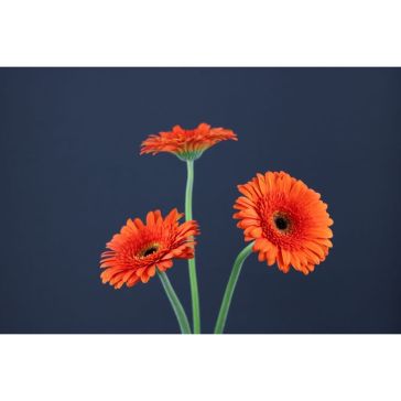 Gerbera Candela