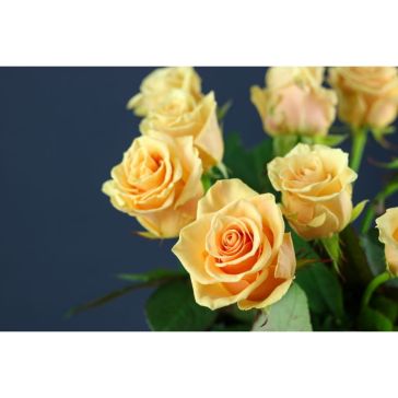 Roses Prima Donna 40 cm