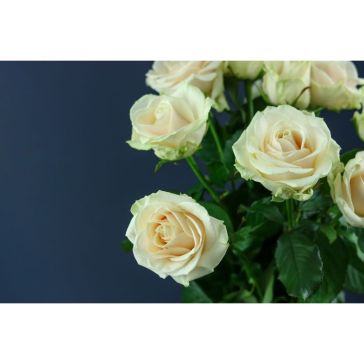 Roses New Pink