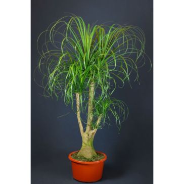 Bokarne 150cm (Beaucarnea)