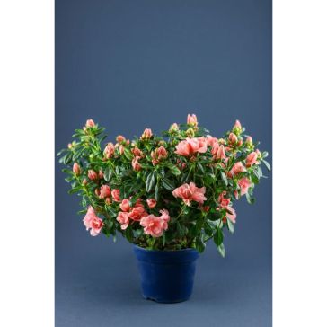Azalea p15