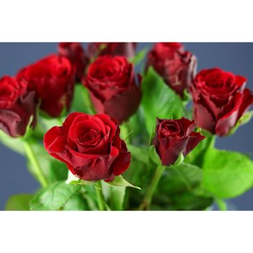 Rozes Upper Class
