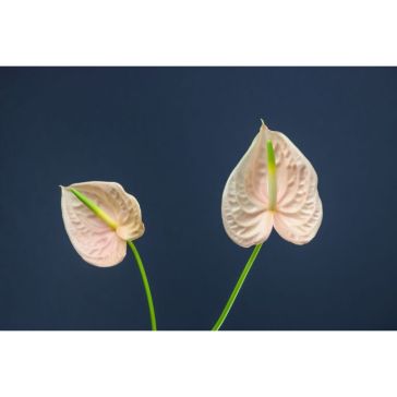 Anthurium Cheers