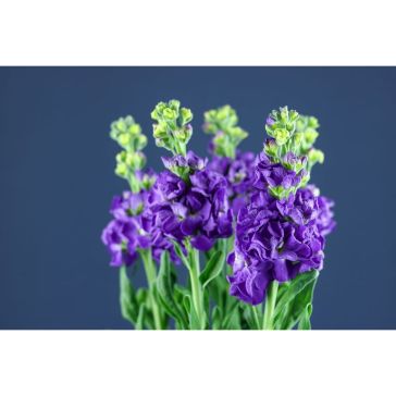 Matthiola Purple