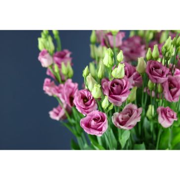Lizantes Rosita Pink