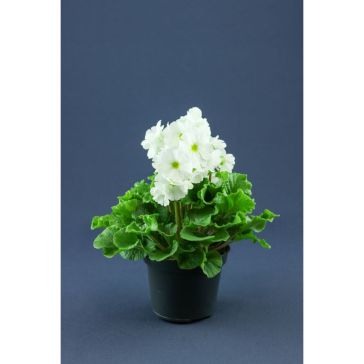 Pelargonium Grandiflora p12