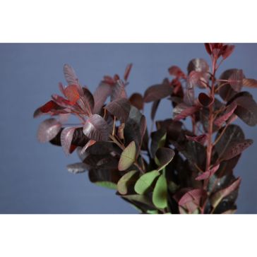Cotinus Royal Purple