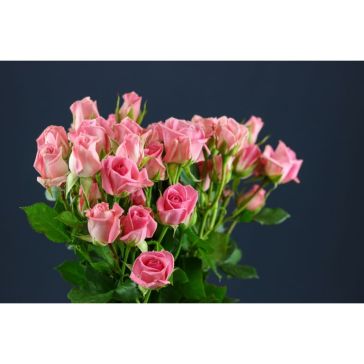 Roses Spray Odilia