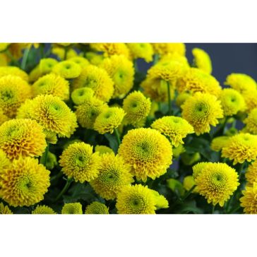 Chrysantemum Santini Jeanny Orange