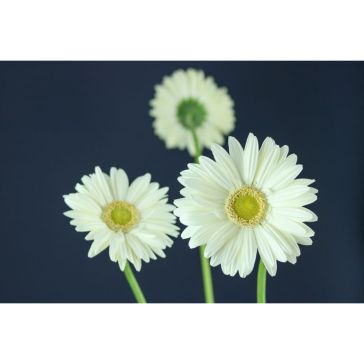 Gerbera Mont Blanc