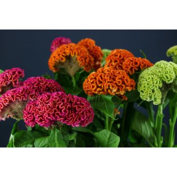 Celosia Act Mix