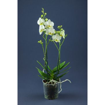 Orhidejas Phalaenopsis Balts 2 kāti