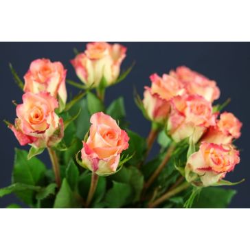 Rozes Duett