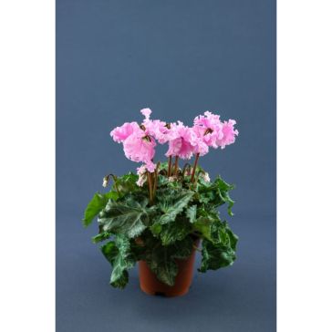 CYCLAMEN p10 SupSERIE