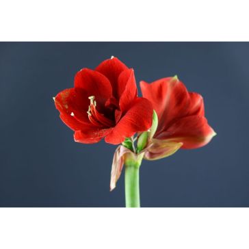 Hippeastrum Ferrari