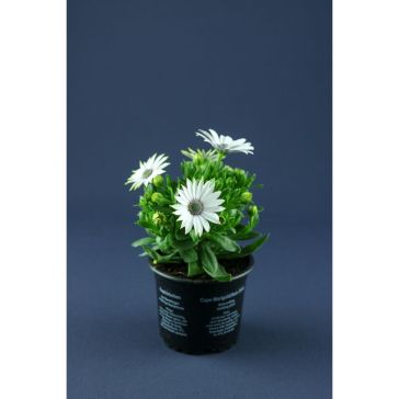 Африканская маргаритка "Osteospermum"