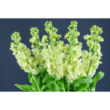 Matthiola Yellow