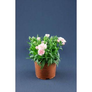 Neļķes p12 (Dianthus)