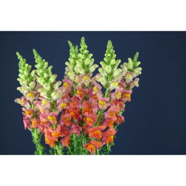 Antirrhinum orange