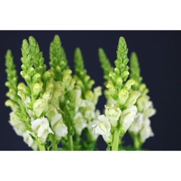 Antirrhinum White
