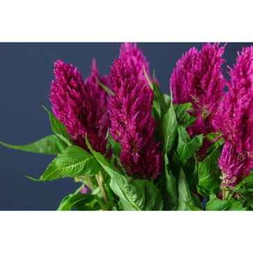 Celosia Century Purple Rose