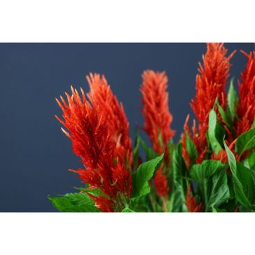 Celosia Century Red