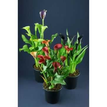 Kalla p14 (Zantedeschia/Calla)