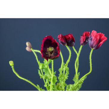 Papaver (Magones ziedi)