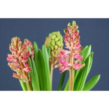 Hyacinthus Salmon