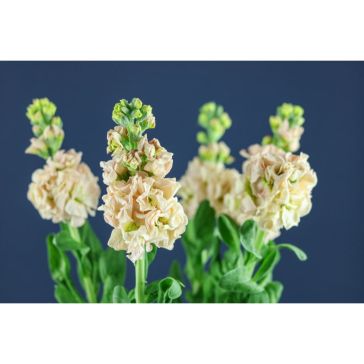 Matthiola Apricot