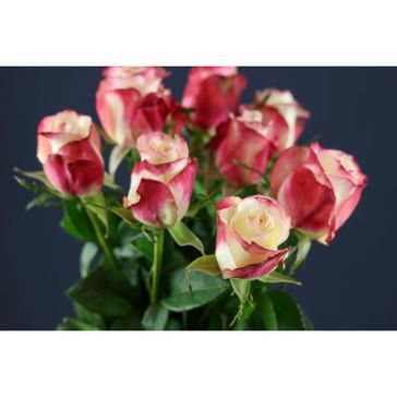 Roses Adv. Sweetness