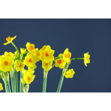 Narcisus Soleil