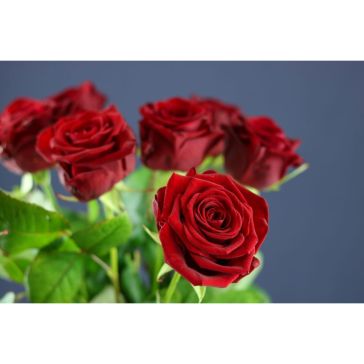 Roses Red Naomi