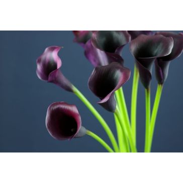 Calla Rudolph
