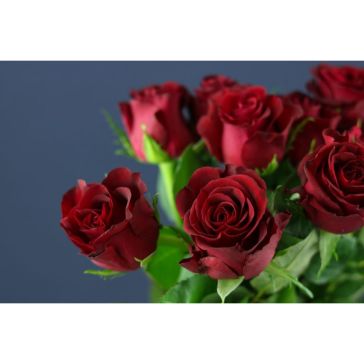 Roses Burgundy