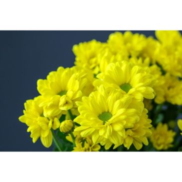 Chrysantemum Bacardi Sunny