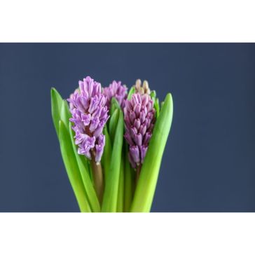 Hyacinthus Purple