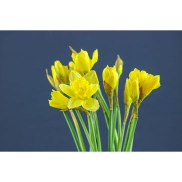 Narcisus Pencil