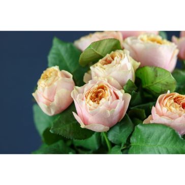Roses Vuvuzela