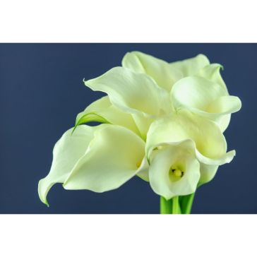 Calla Captain Ventura