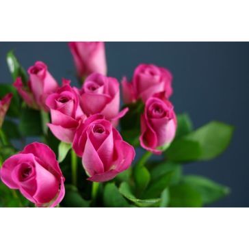 Roses H2O
