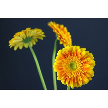 Gerbera Souvenir