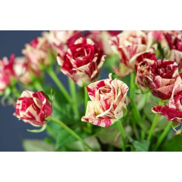 Roses Harlequin 40 cm