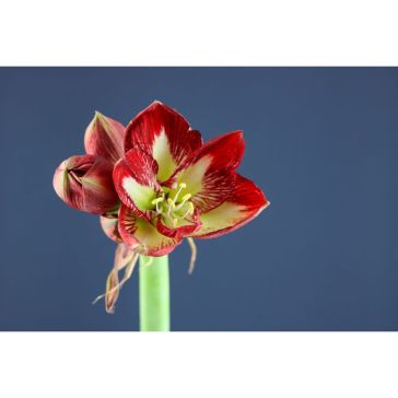 Hippeastrum Barbados