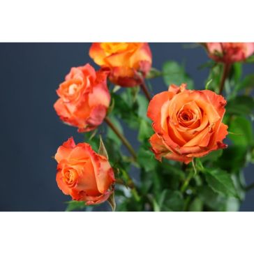 Roses Julischka